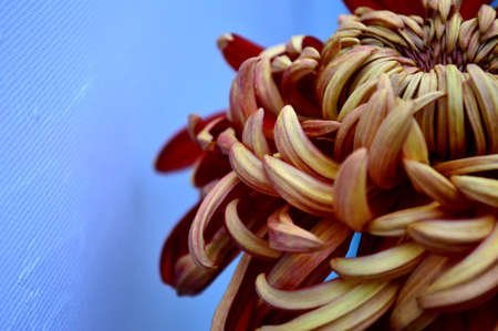 Chrysanthemumの写真素材
