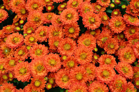 Chrysanthemumの写真素材