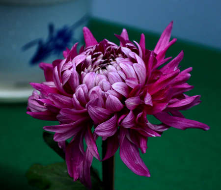 Chrysanthemumの写真素材