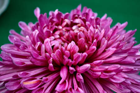 Chrysanthemumの写真素材