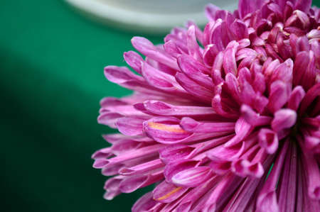 Chrysanthemumの写真素材