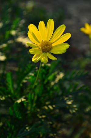 Chrysanthemumの写真素材