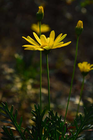 Chrysanthemumの写真素材