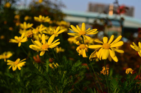 Chrysanthemumの写真素材