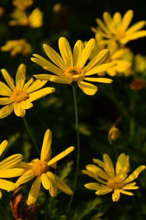 Chrysanthemumの写真素材