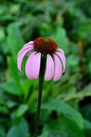 Echinacea purpurea (Linn.) Moenchの写真素材