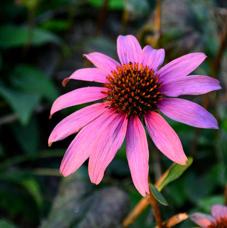 Echinacea purpurea (Linn.) Moenchの写真素材