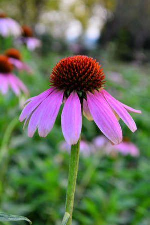 Echinacea purpurea (Linn.) Moenchの写真素材
