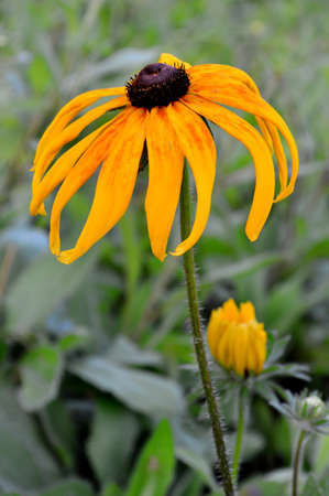 Rudbeckia hirta L.の写真素材