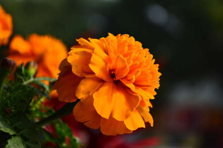 Tagetes patula L.の写真素材