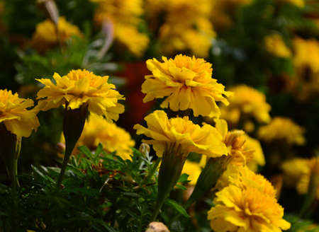 Tagetes patula L.の写真素材