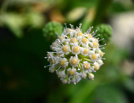 Fatsia japonica Flowerの写真素材