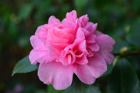 Camellia sasanquaの写真素材