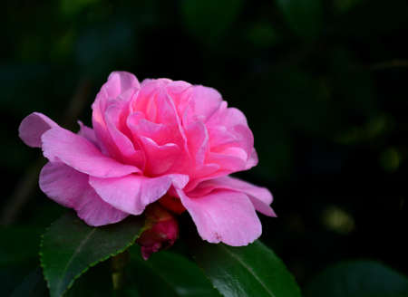 Camellia sasanquaの写真素材
