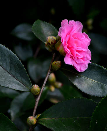 Camellia sasanquaの写真素材