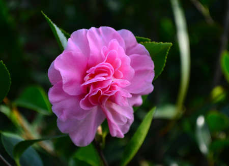 Camellia sasanquaの写真素材