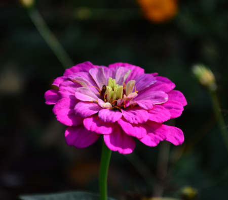 red flowerの写真素材