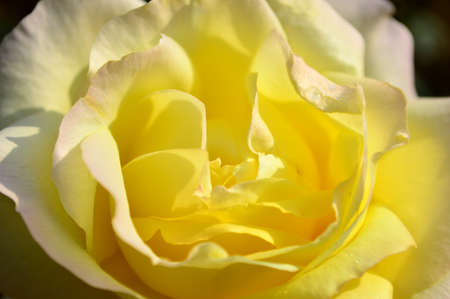 Rosa chinensis Jacq.の写真素材