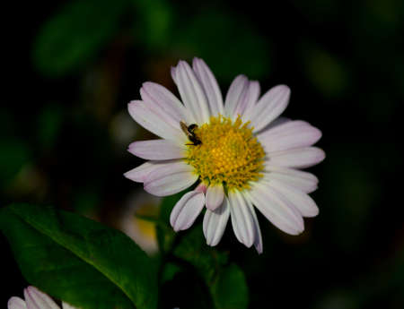 Chrysanthemumの写真素材