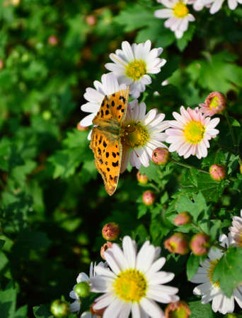 Chrysanthemum and Butterflyの写真素材