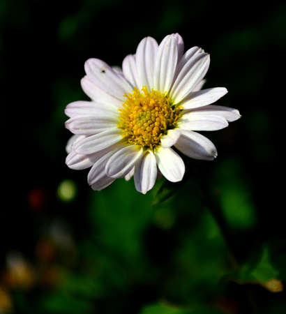 Chrysanthemumの写真素材