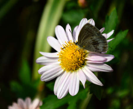 Chrysanthemum and Butterflyの写真素材
