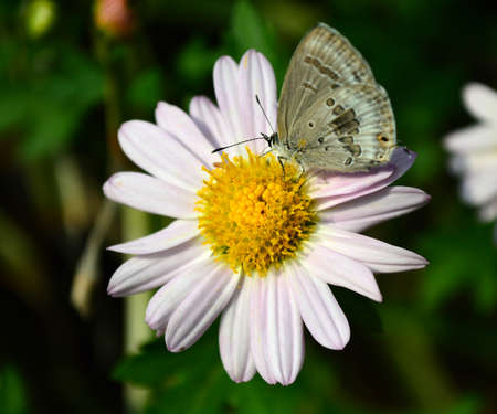 Chrysanthemumの写真素材