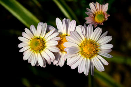 Chrysanthemumの写真素材