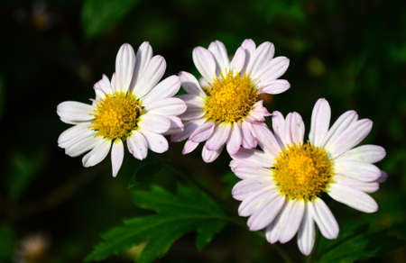 Chrysanthemumの写真素材