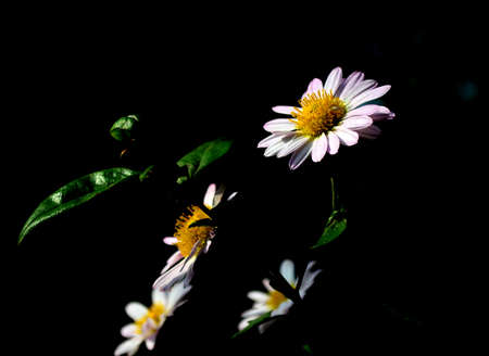 Chrysanthemumの写真素材