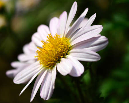 Chrysanthemumの写真素材