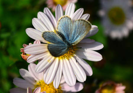 Chrysanthemum and Butterflyの写真素材