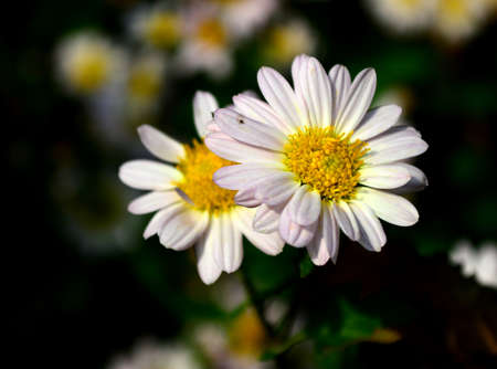 Chrysanthemumの写真素材