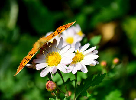 Chrysanthemum and Butterflyの写真素材