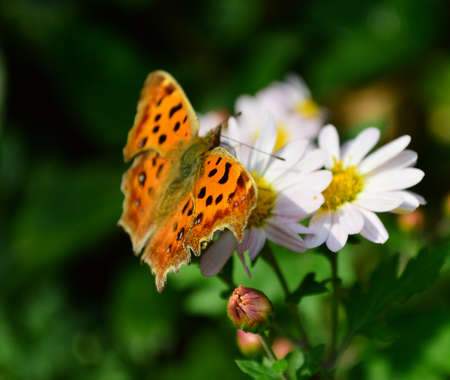 Chrysanthemum and Butterflyの写真素材