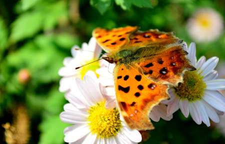 Chrysanthemum and Butterflyの写真素材