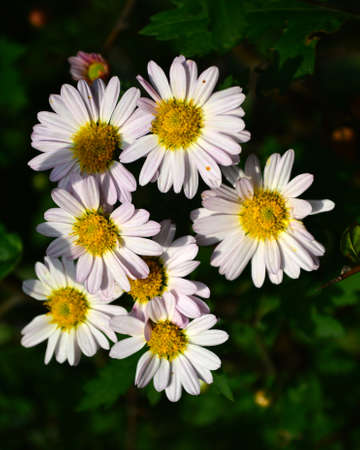 Chrysanthemumの写真素材