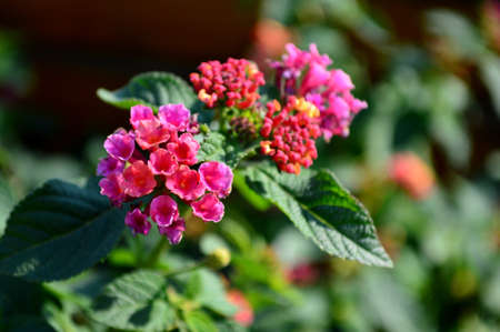Lantana camaraの写真素材