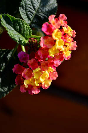 Lantana camaraの写真素材