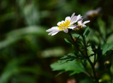 Chrysanthemumの写真素材