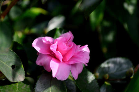 Camellia japonica L.の写真素材