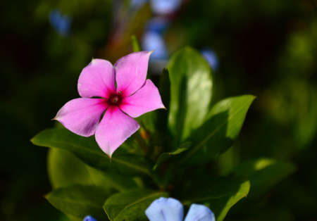 Vinca majorの写真素材