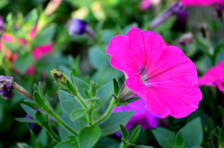 Petunia hybrida Vilmの写真素材