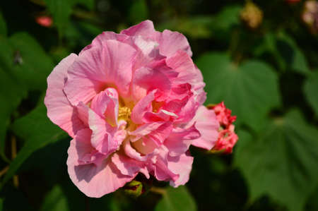 Pink Hibiscus mutabilis Linnの写真素材