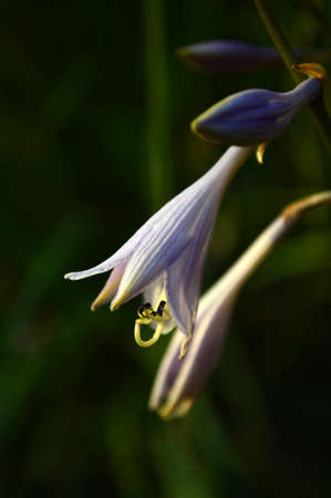 Hosta ventricosa (Salisb.) Stearnの写真素材