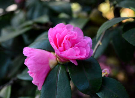 Malus spectabilis (Ait.) Borkh.の写真素材