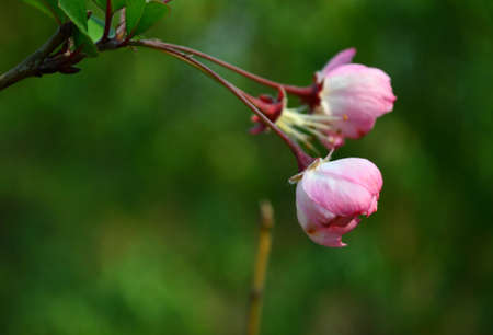 Cosmos bipinnata Cav.の写真素材