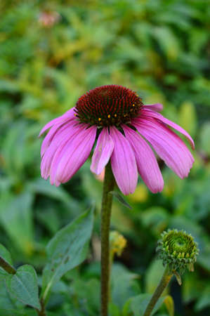 Echinacea purpurea (Linn.) Moenchの写真素材