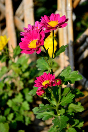 ?? Chrysanthemumの写真素材