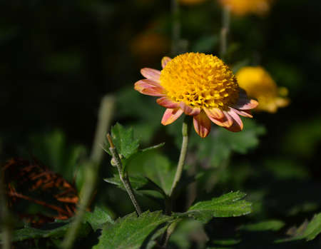 Blooming red Chrysanthemumの写真素材